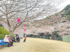 長崎市　小菅町　ひばり苑　お花見