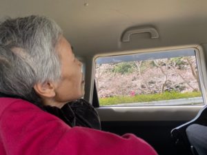 長崎市　小菅町　ひばり苑　お花見