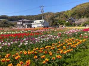 長崎市　小菅町　ひばり苑　チューリップ祭り