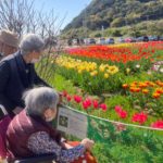 長崎市　小菅町　ひばり苑　チューリップ祭り