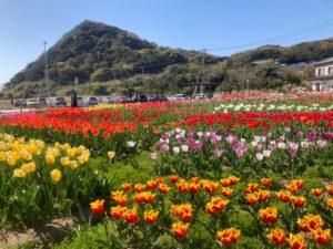 長崎市　小菅町　ひばり苑　チューリップ祭り